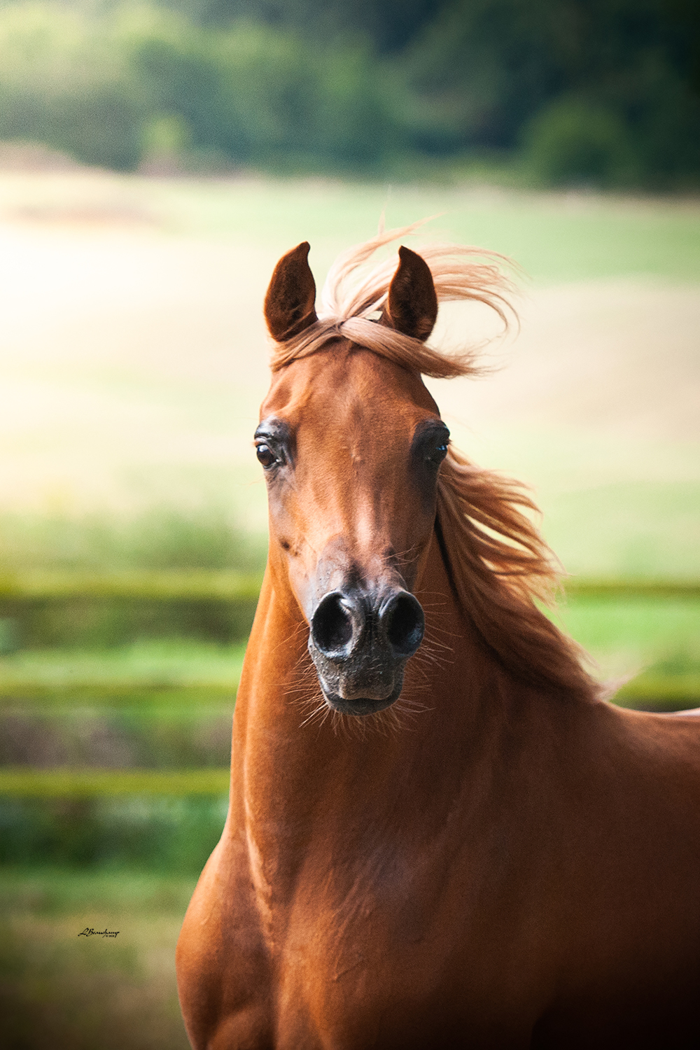 Kenelm Mallorca by Beauchamp Laura