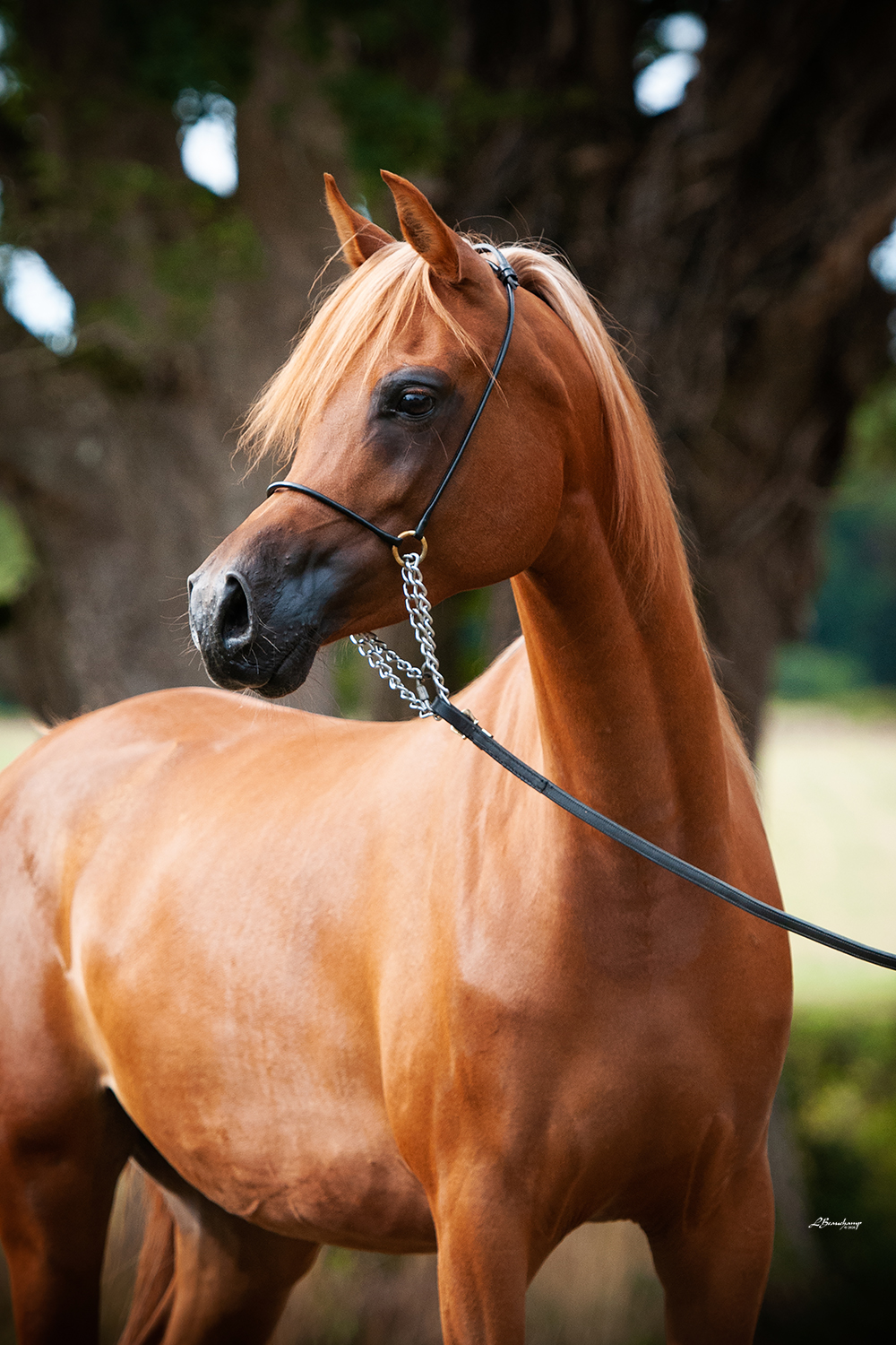 Kenelm Mallorca Beauchamp Laura