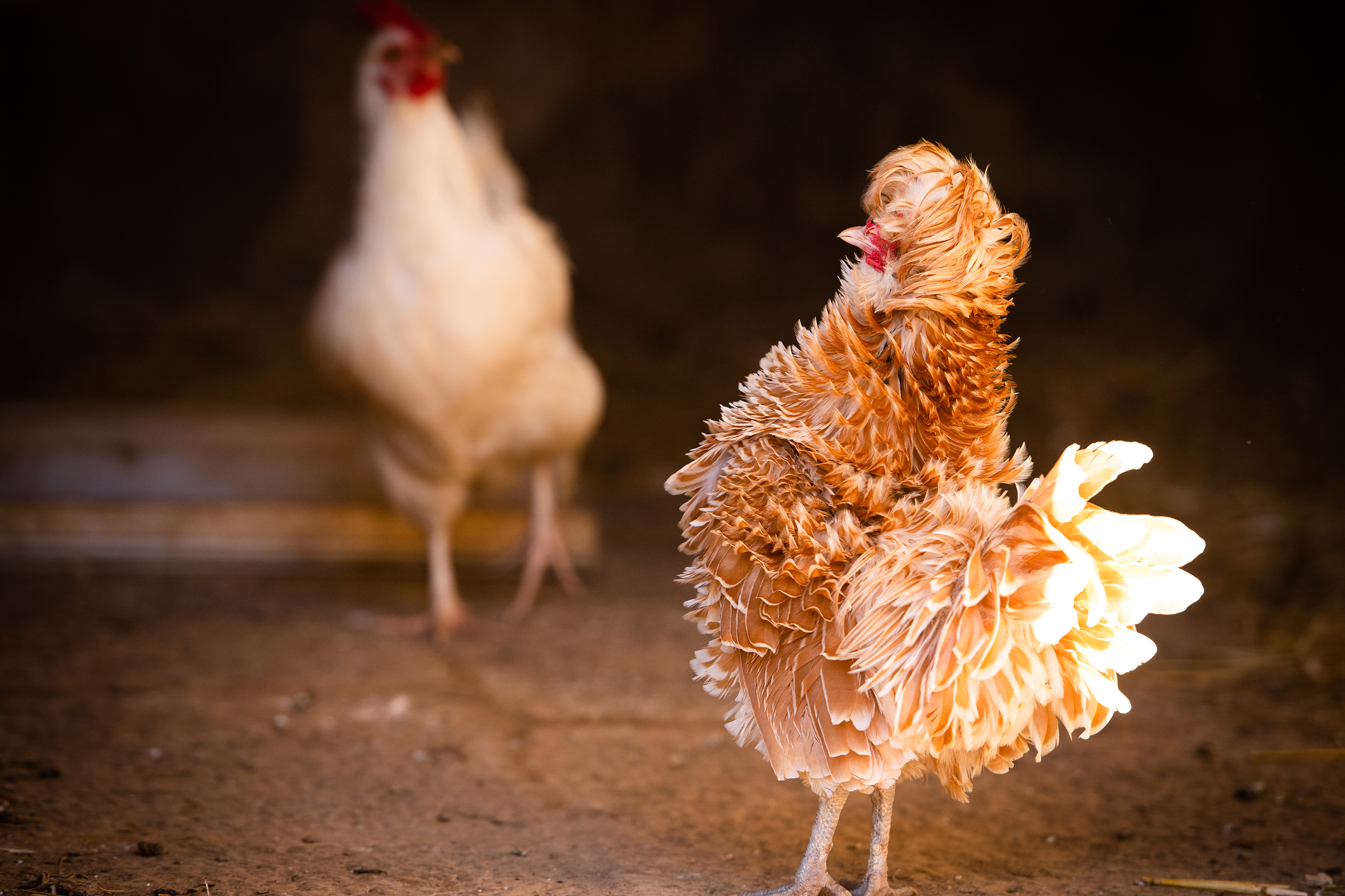 Beauchamp Laura - Poules