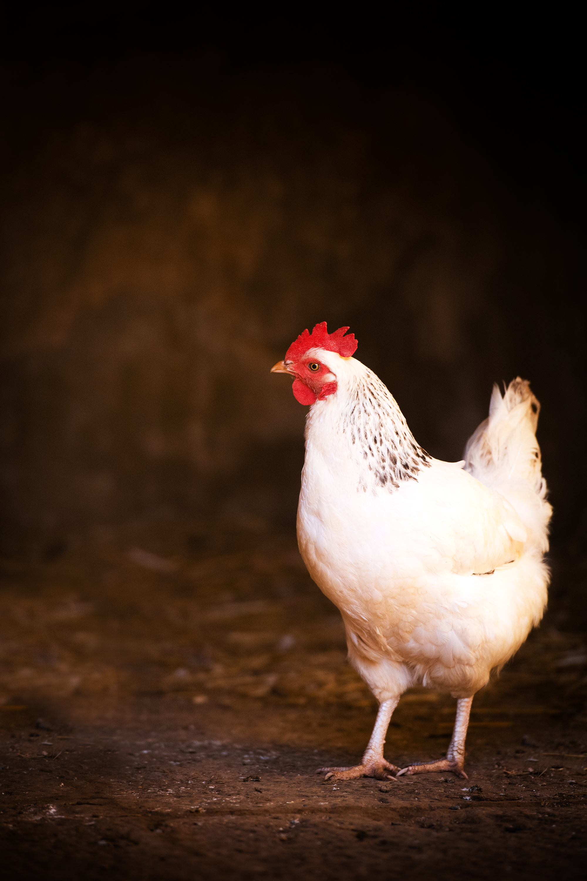 Beauchamp Laura - Poules