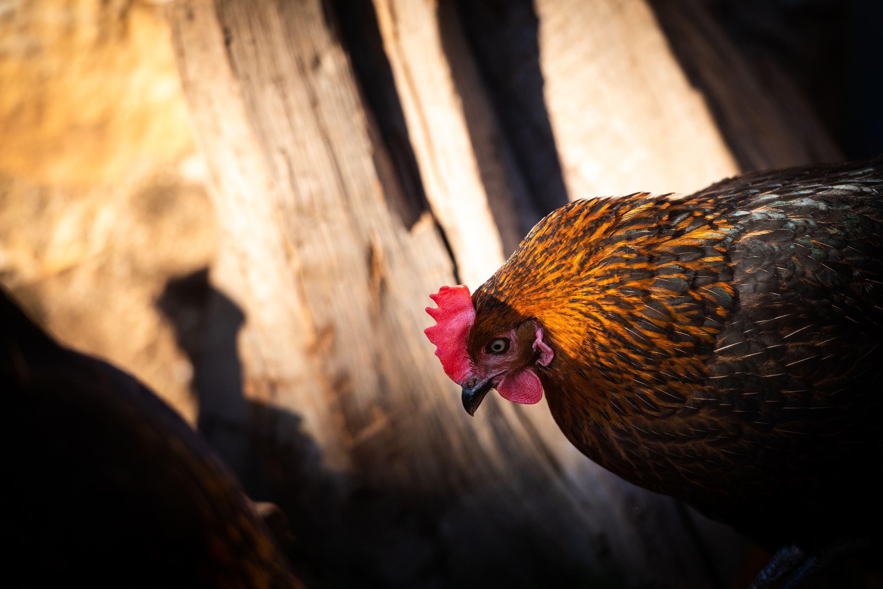 Beauchamp Laura - Poules