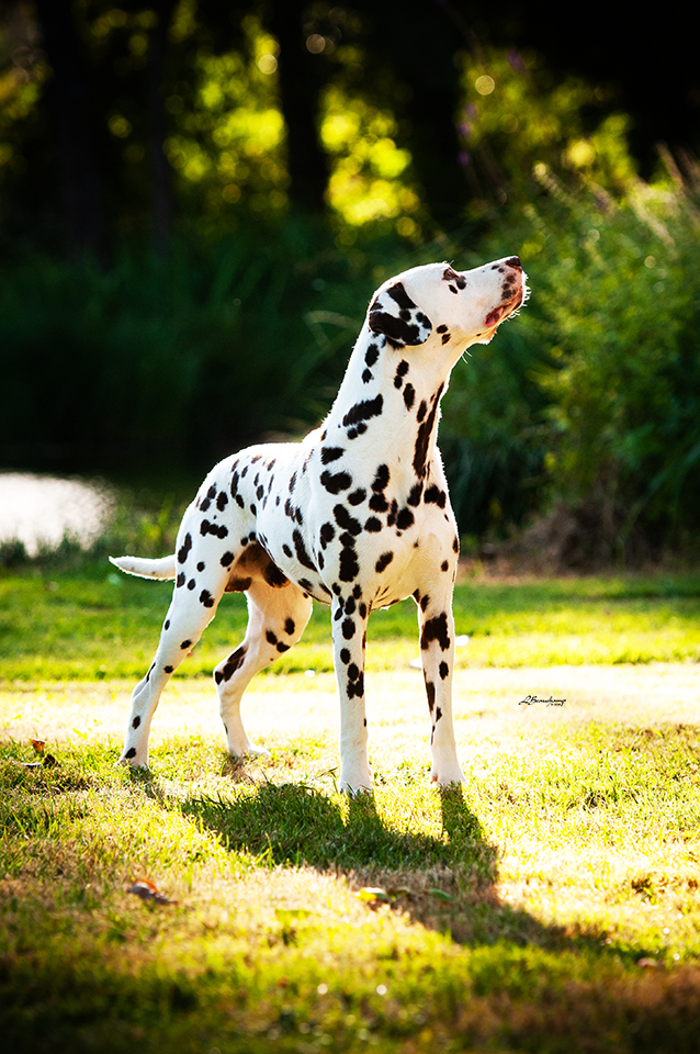 Alphadirato Lion Heart