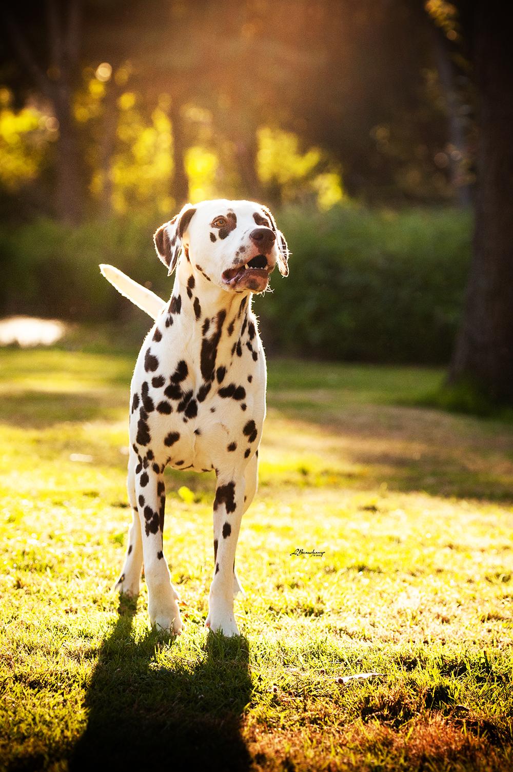 Alphadirato Lion Heart