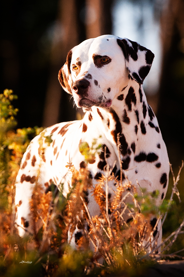 Alphadirato Lion Heart