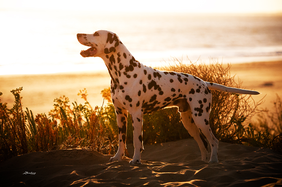 Alphadirato Lion Heart