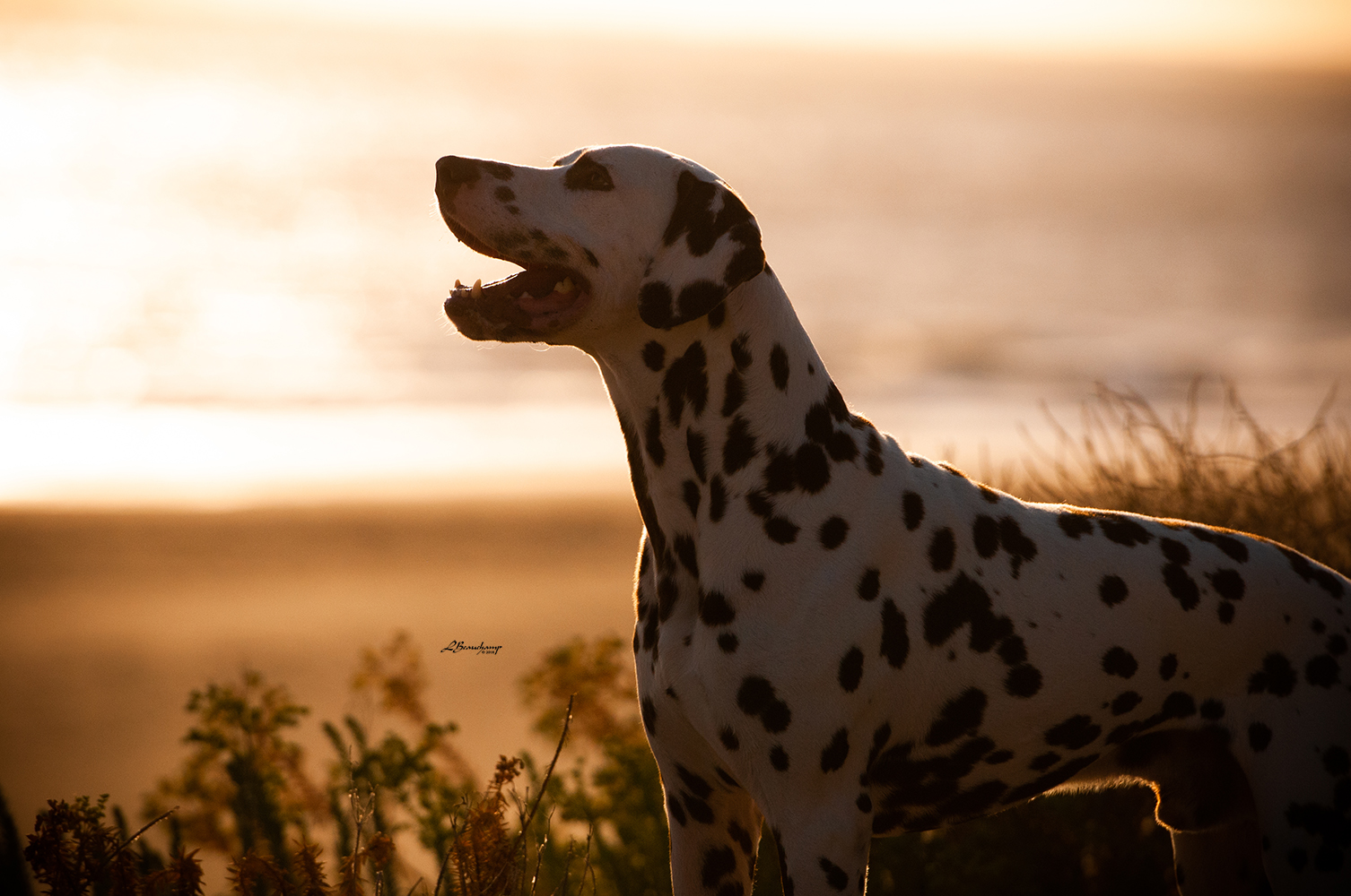 Alphadirato Lion Heart