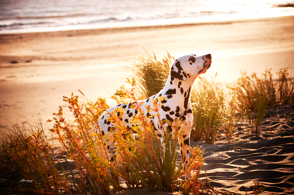 Alphadirato Lion Heart