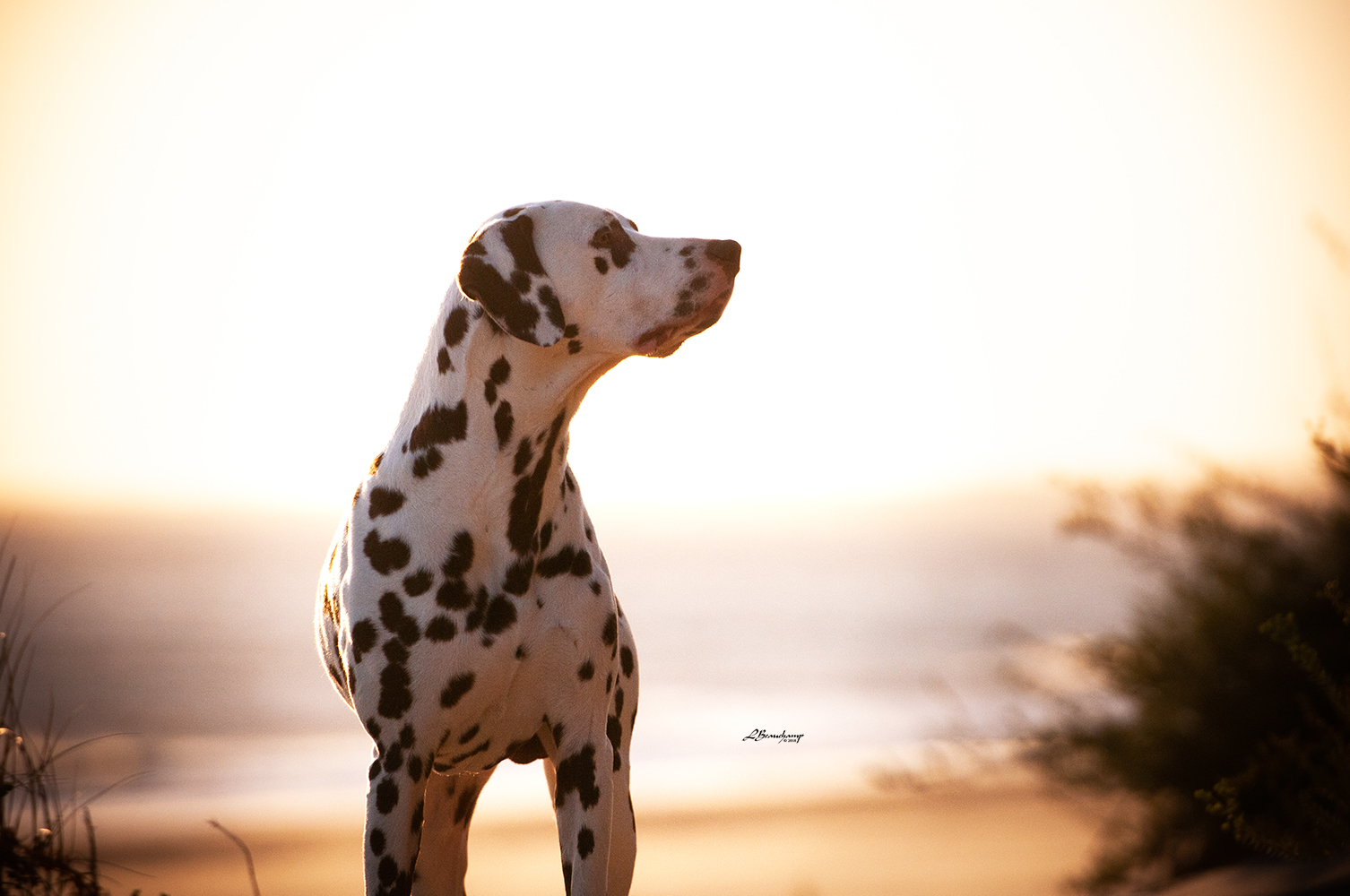 Alphadirato Lion Heart