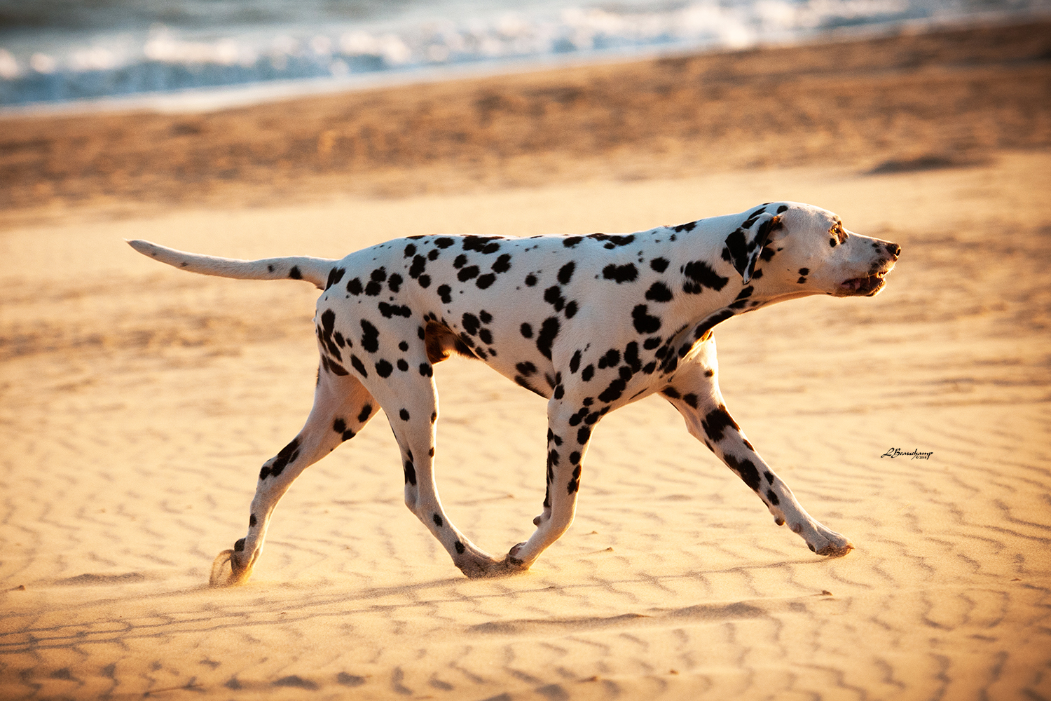 Alphadirato Lion Heart