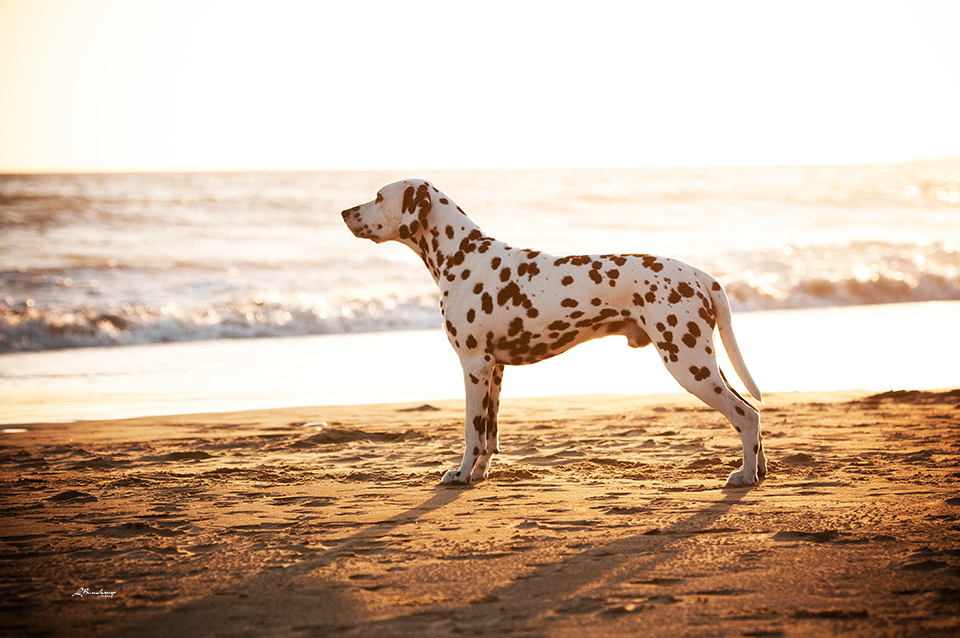 Alphadirato Lion Heart