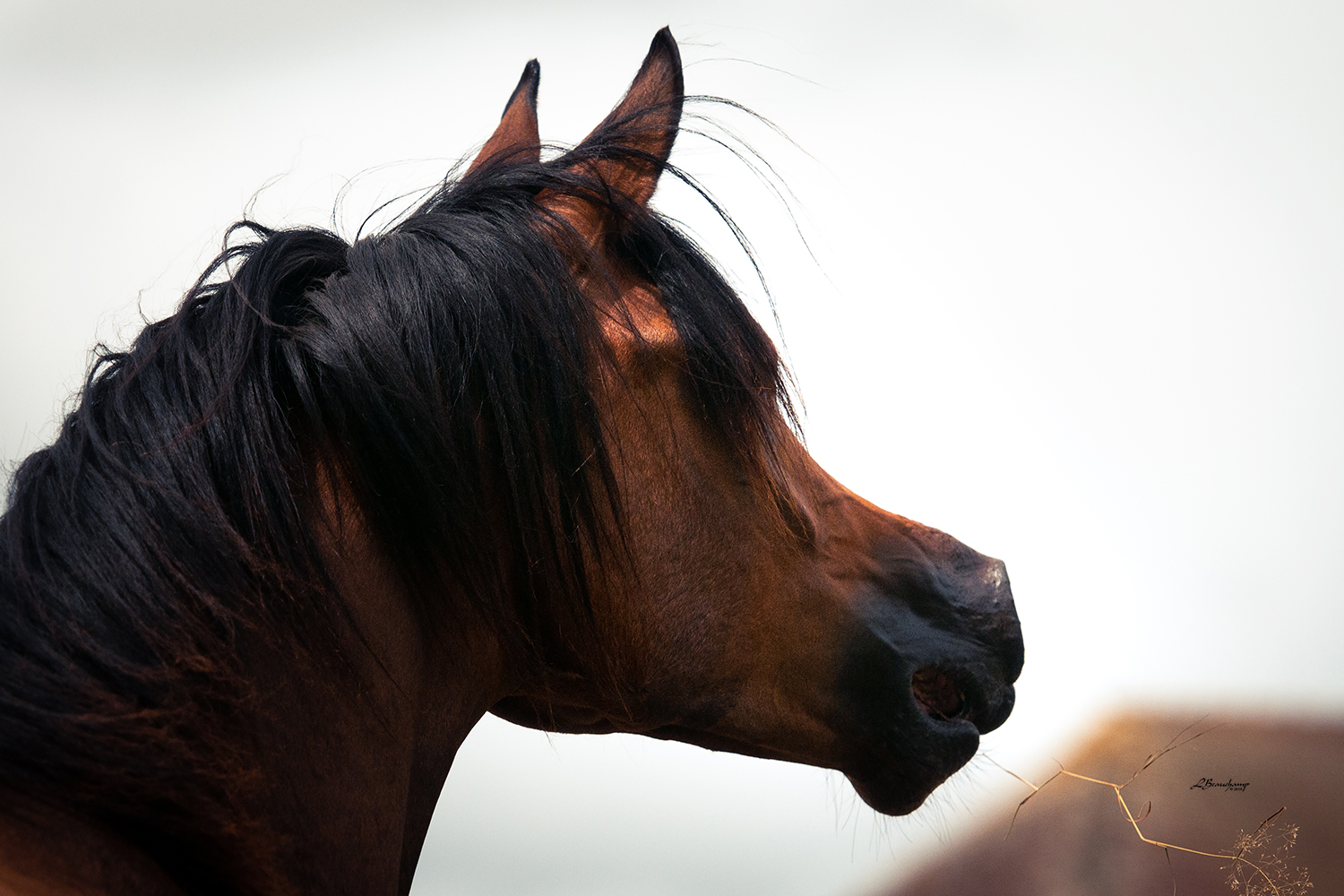 Elzara Lutetia Arabians