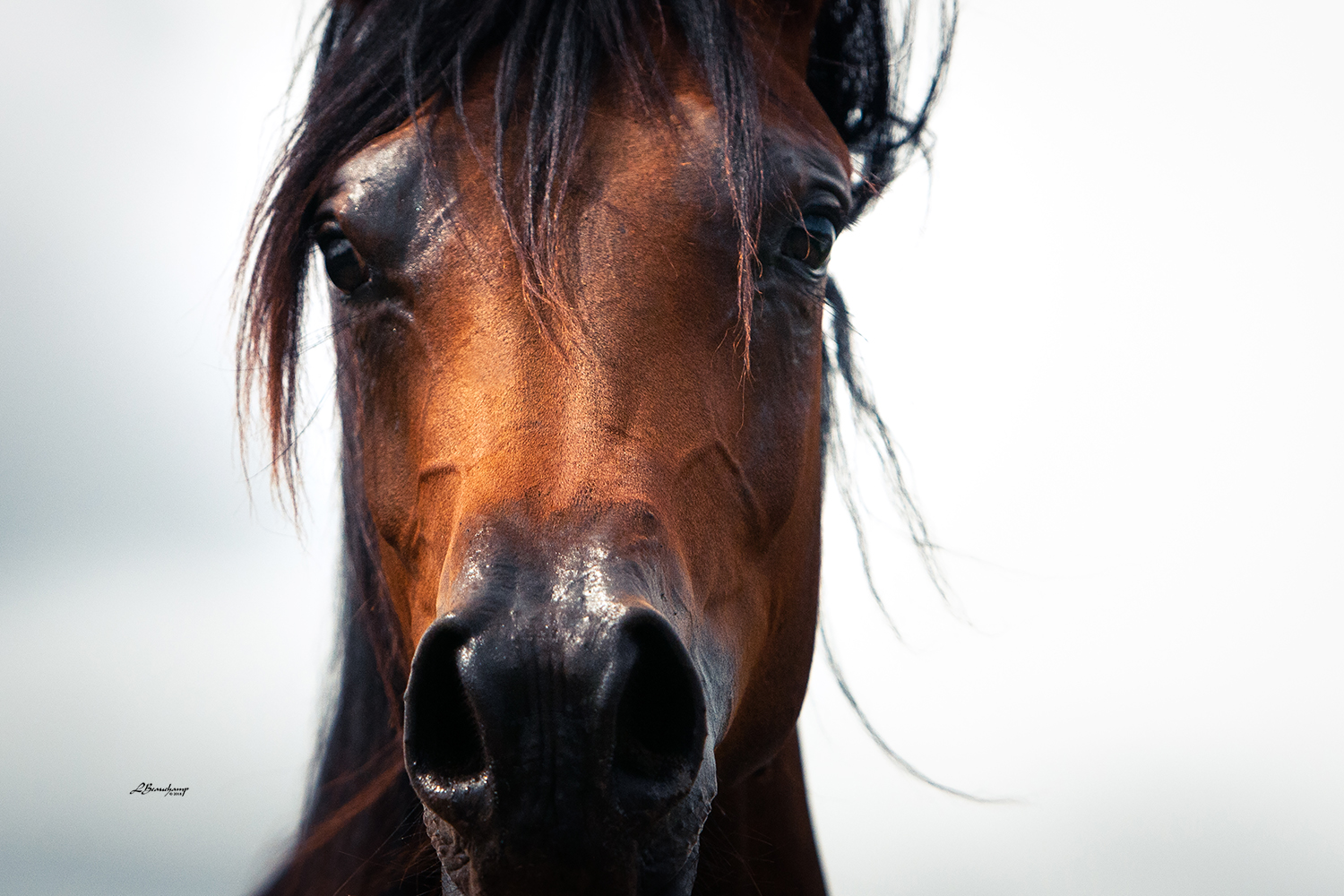 Elzara Lutetia Arabians