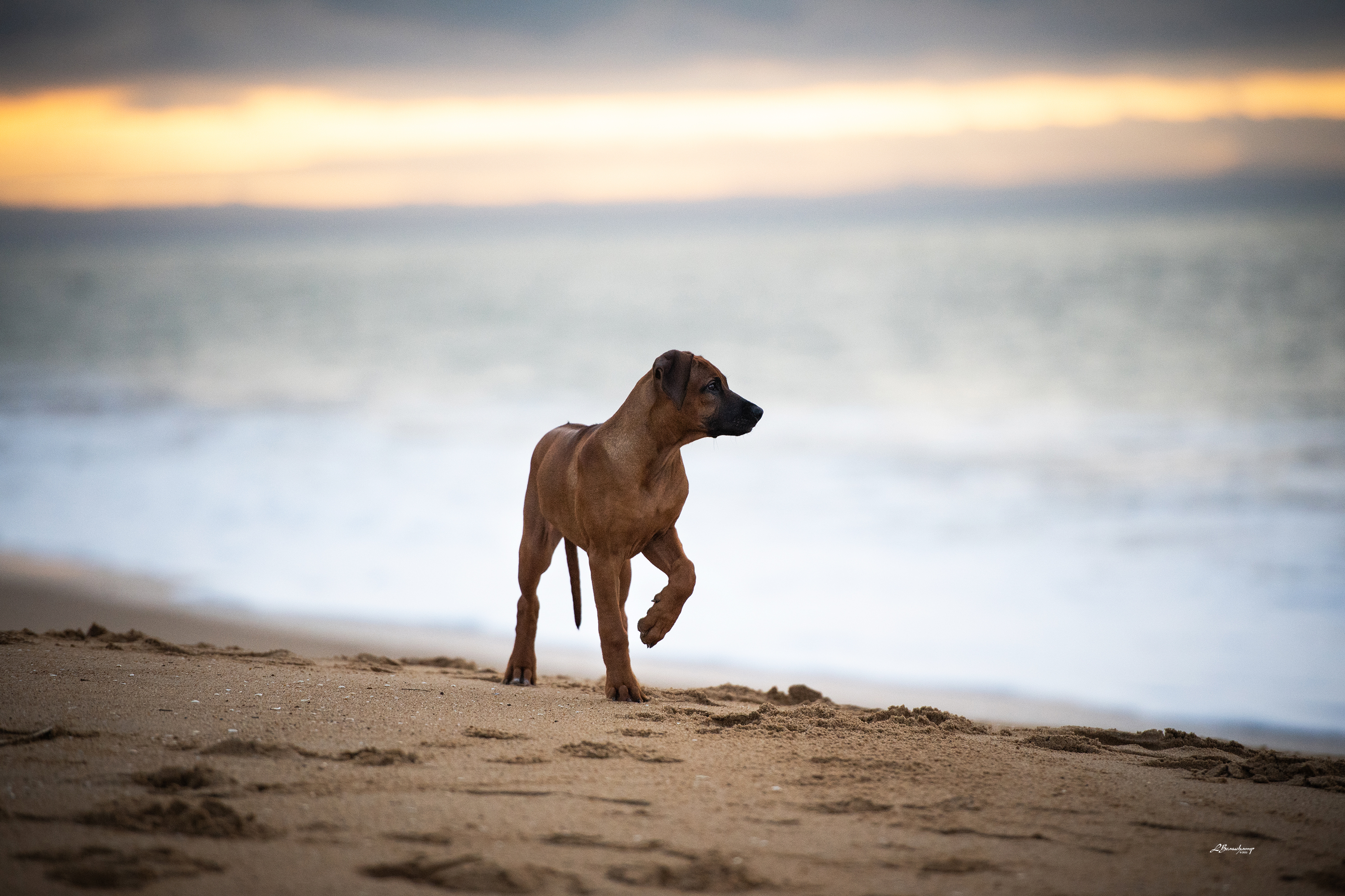 Beauchamp Laura - Palma