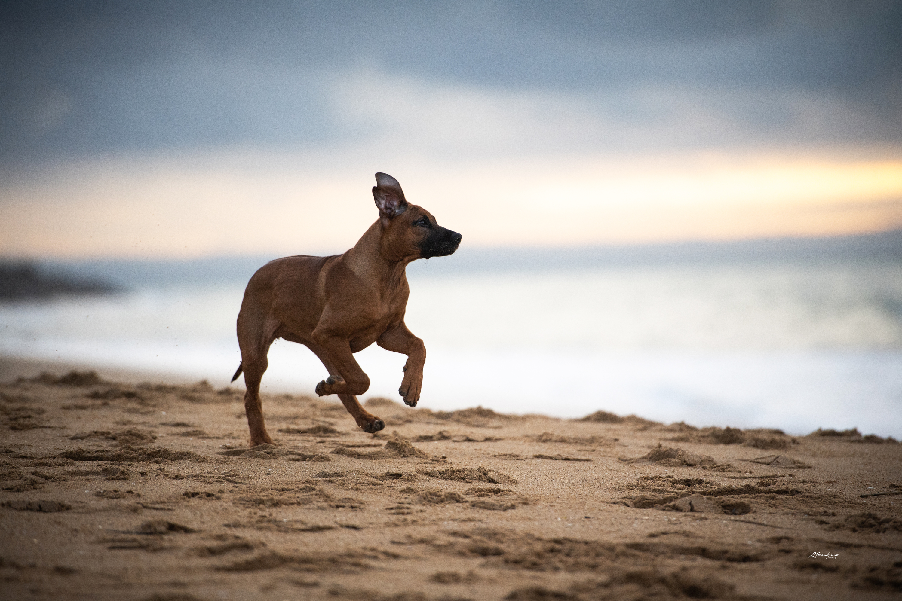 Beauchamp Laura - Palma