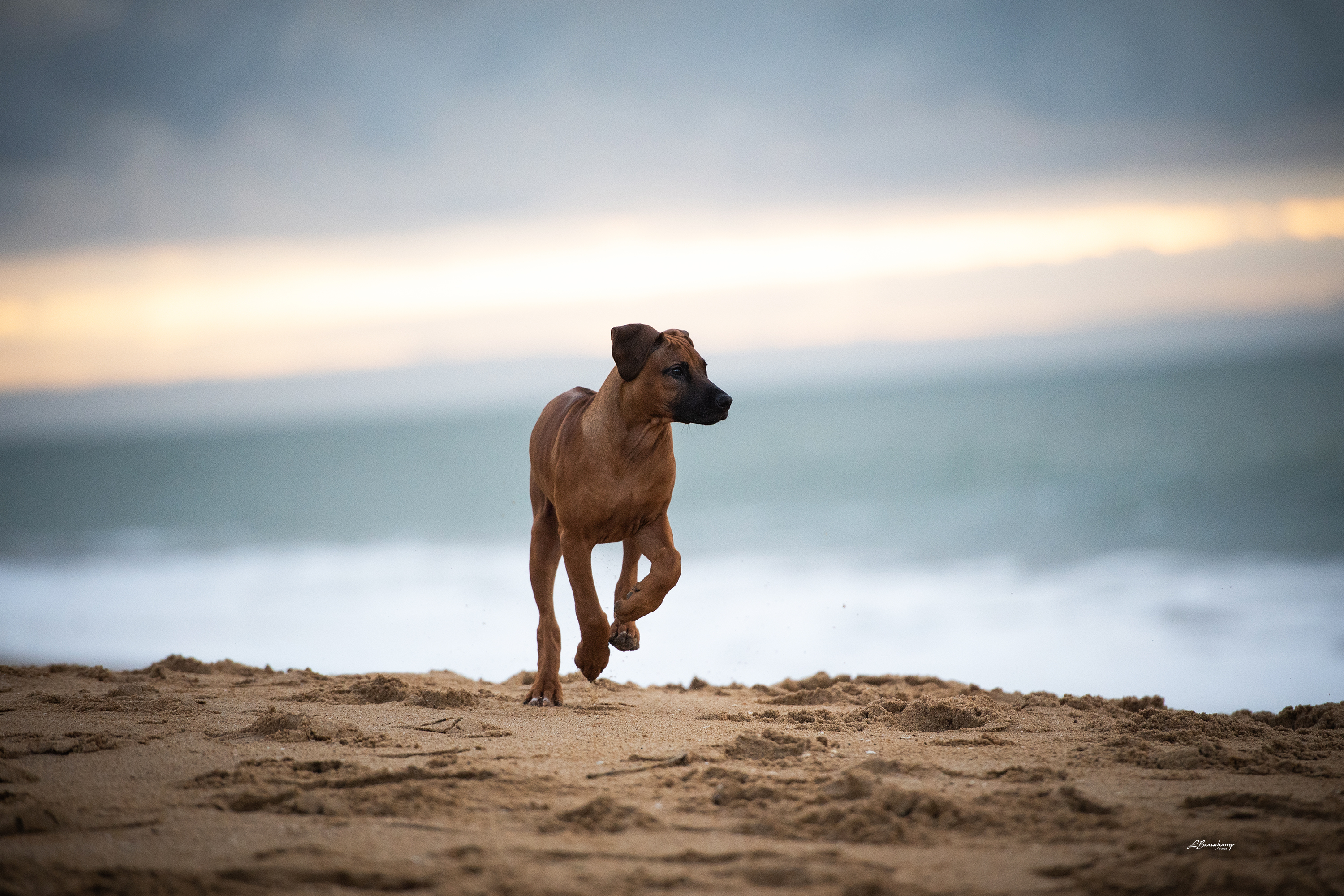 Beauchamp Laura - Palma