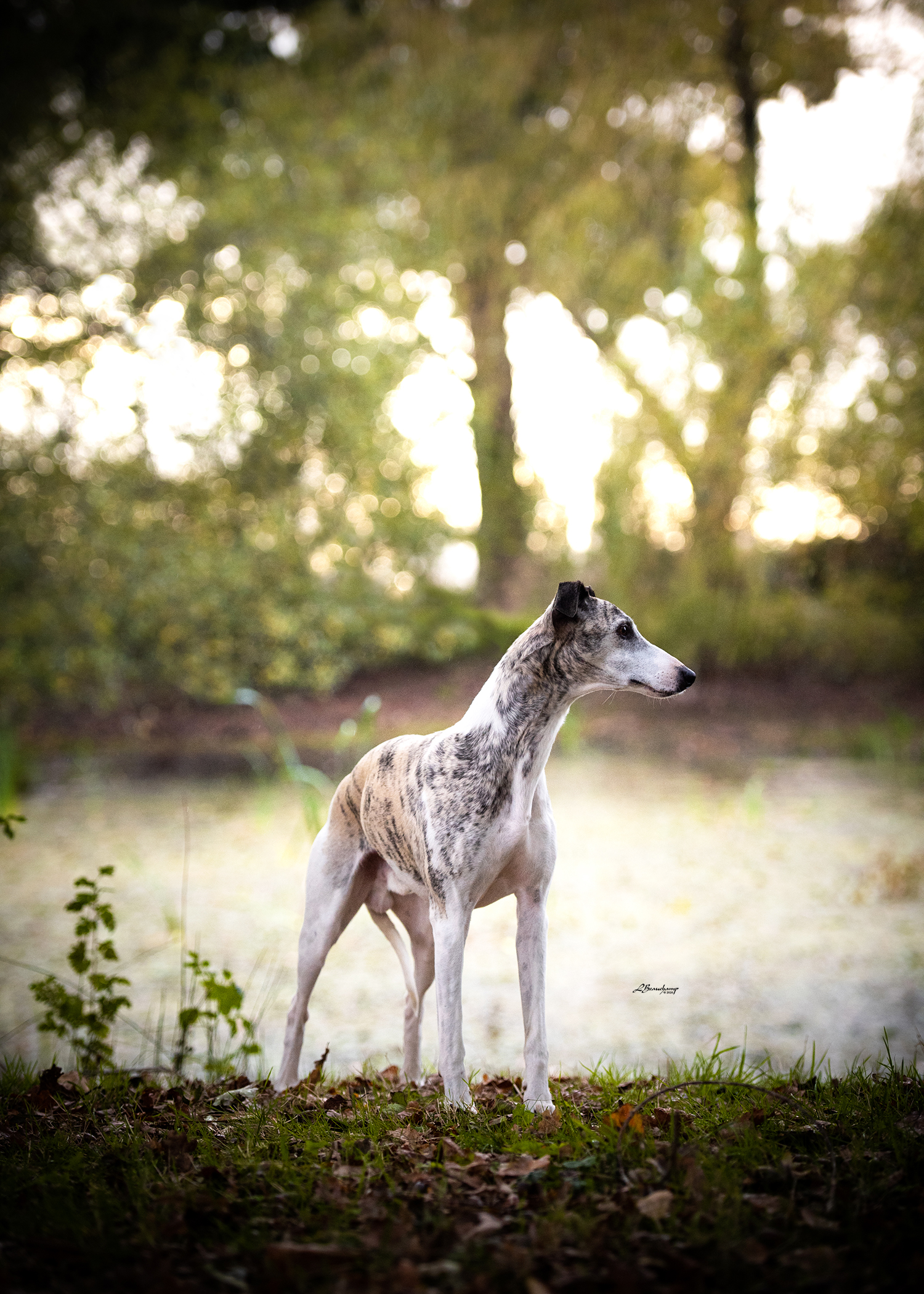 Beauchamp Laura - Majestic von Mullewapp