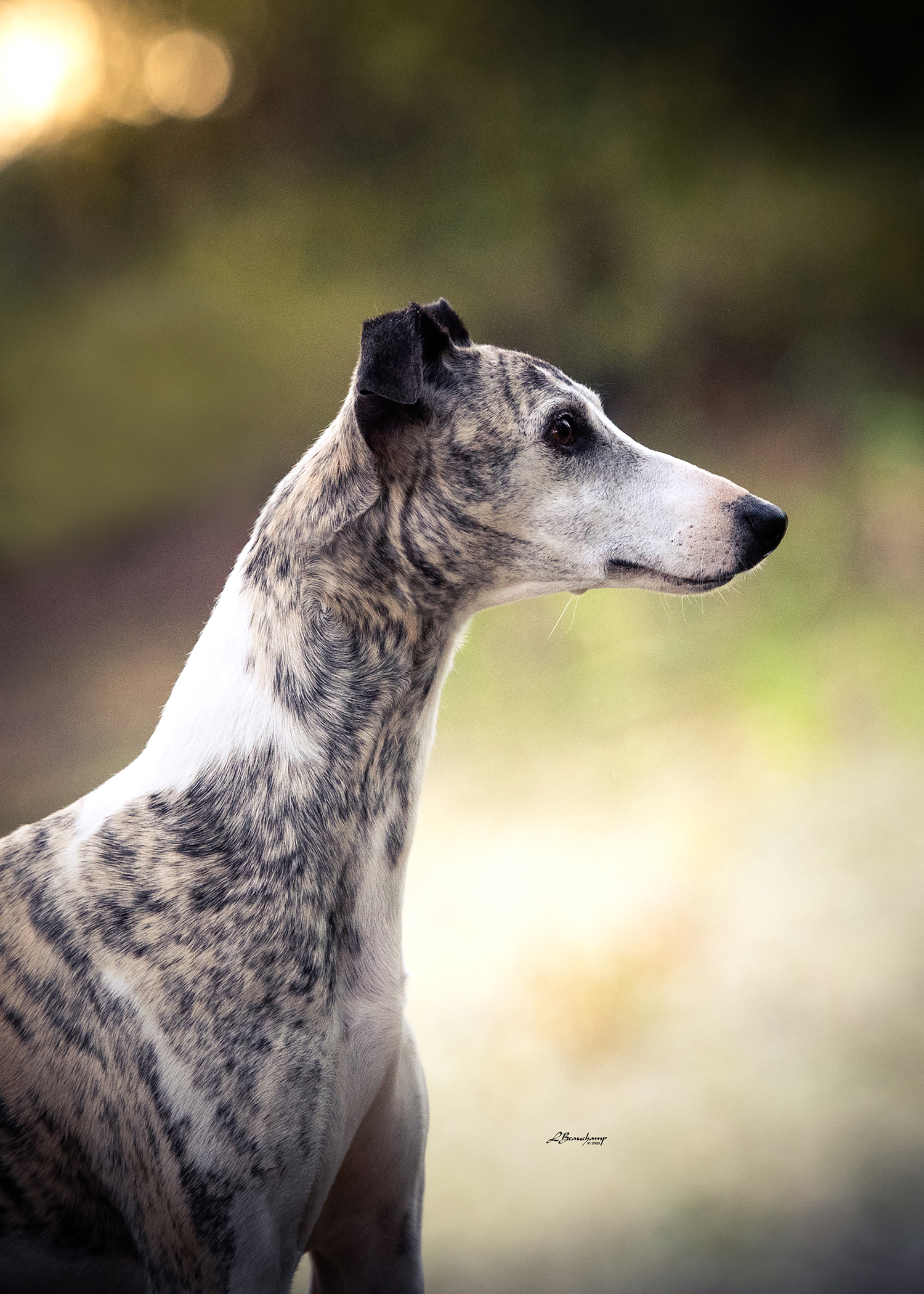 Beauchamp Laura - Majestic von Mullewapp