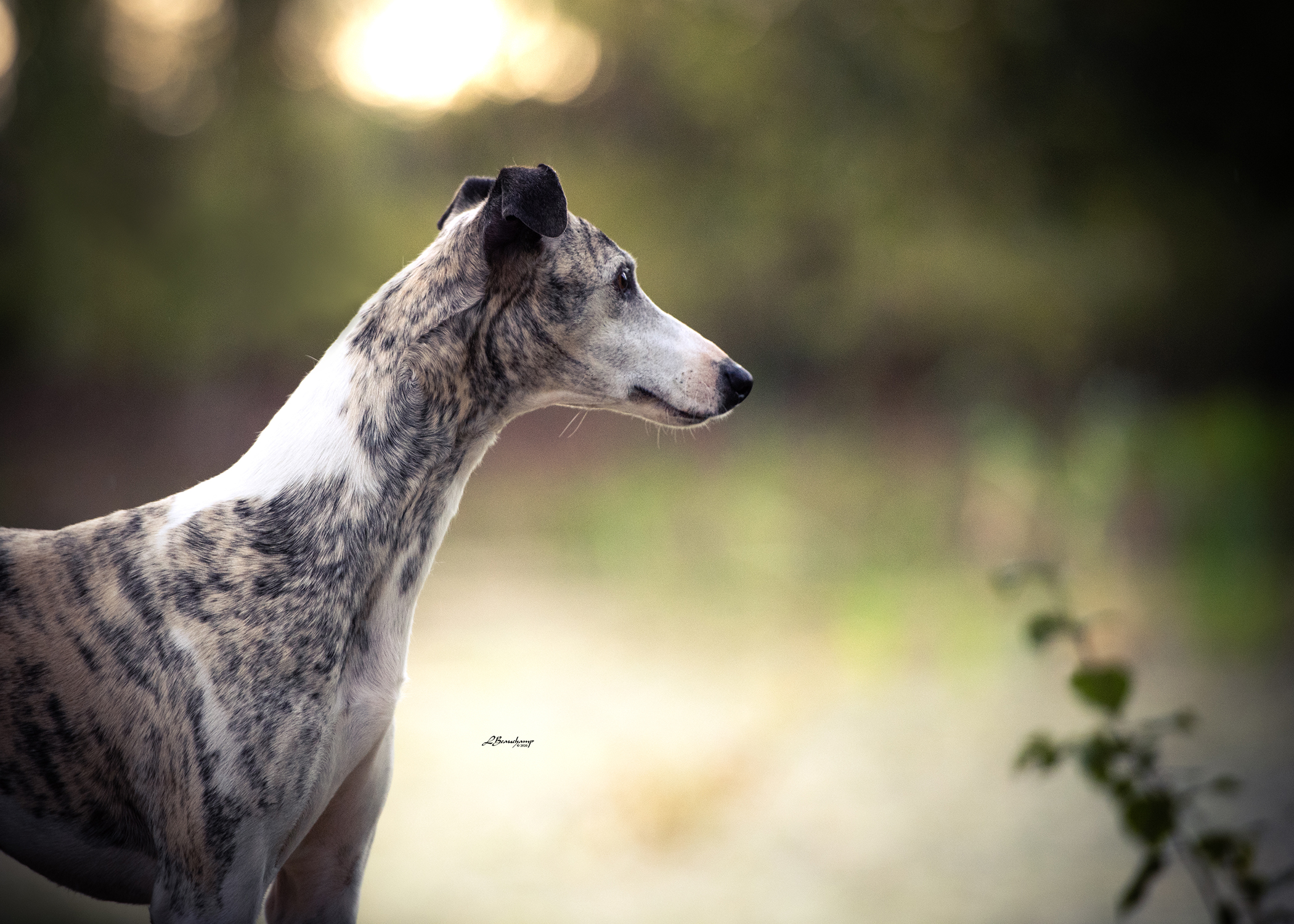 Beauchamp Laura - Majestic von Mullewapp