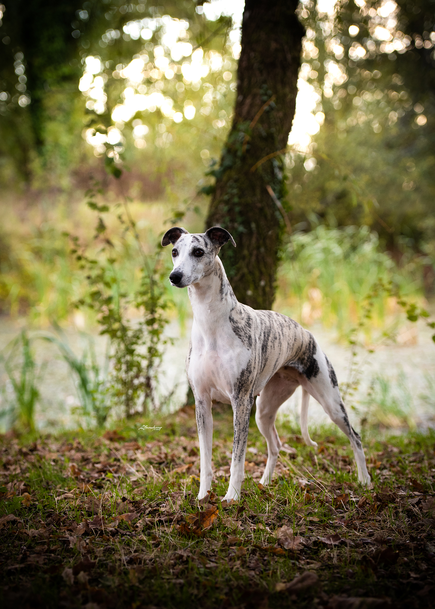 Beauchamp Laura - Miss Haute Couture