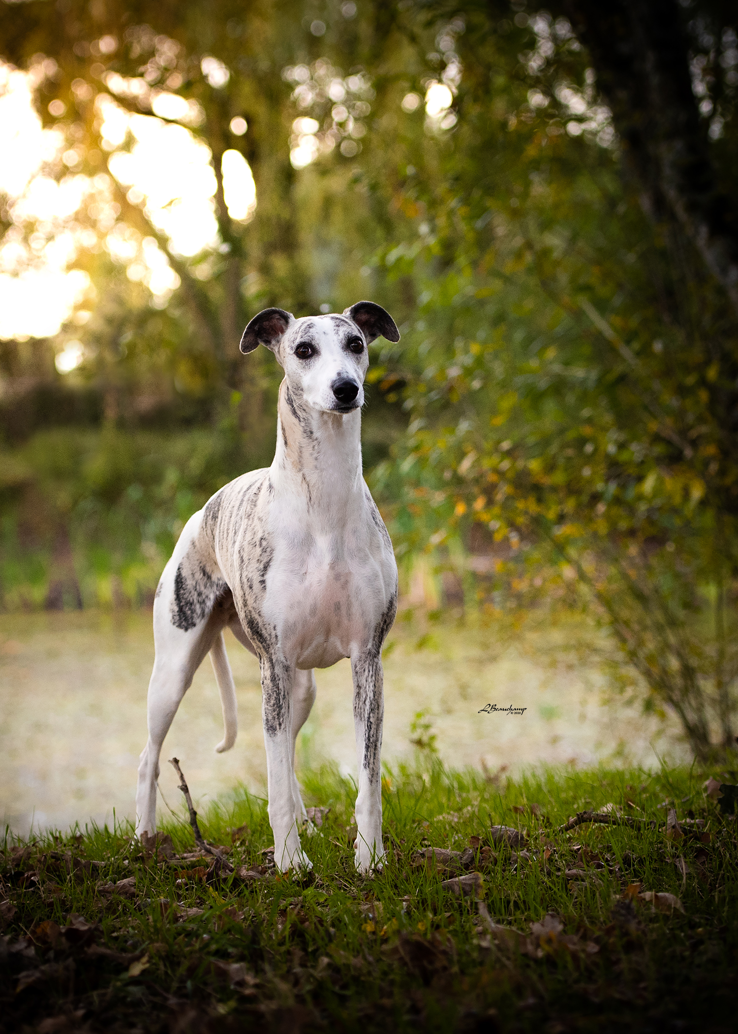 Beauchamp Laura - Miss Haute Couture