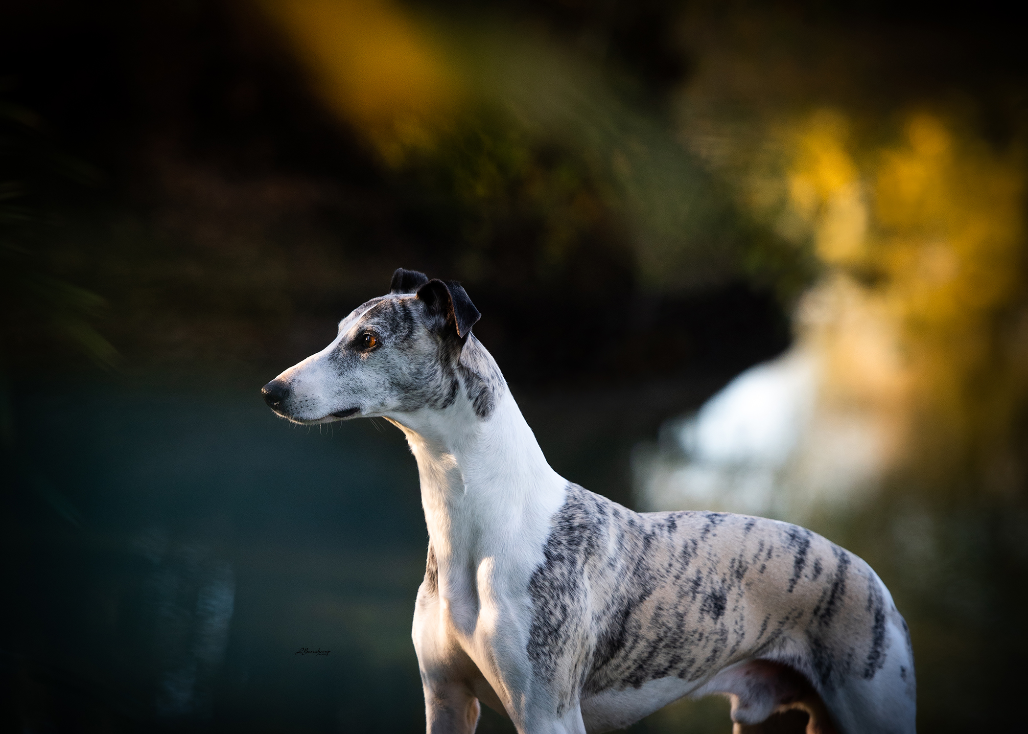 Beauchamp Laura - Majestic von Mullewapp