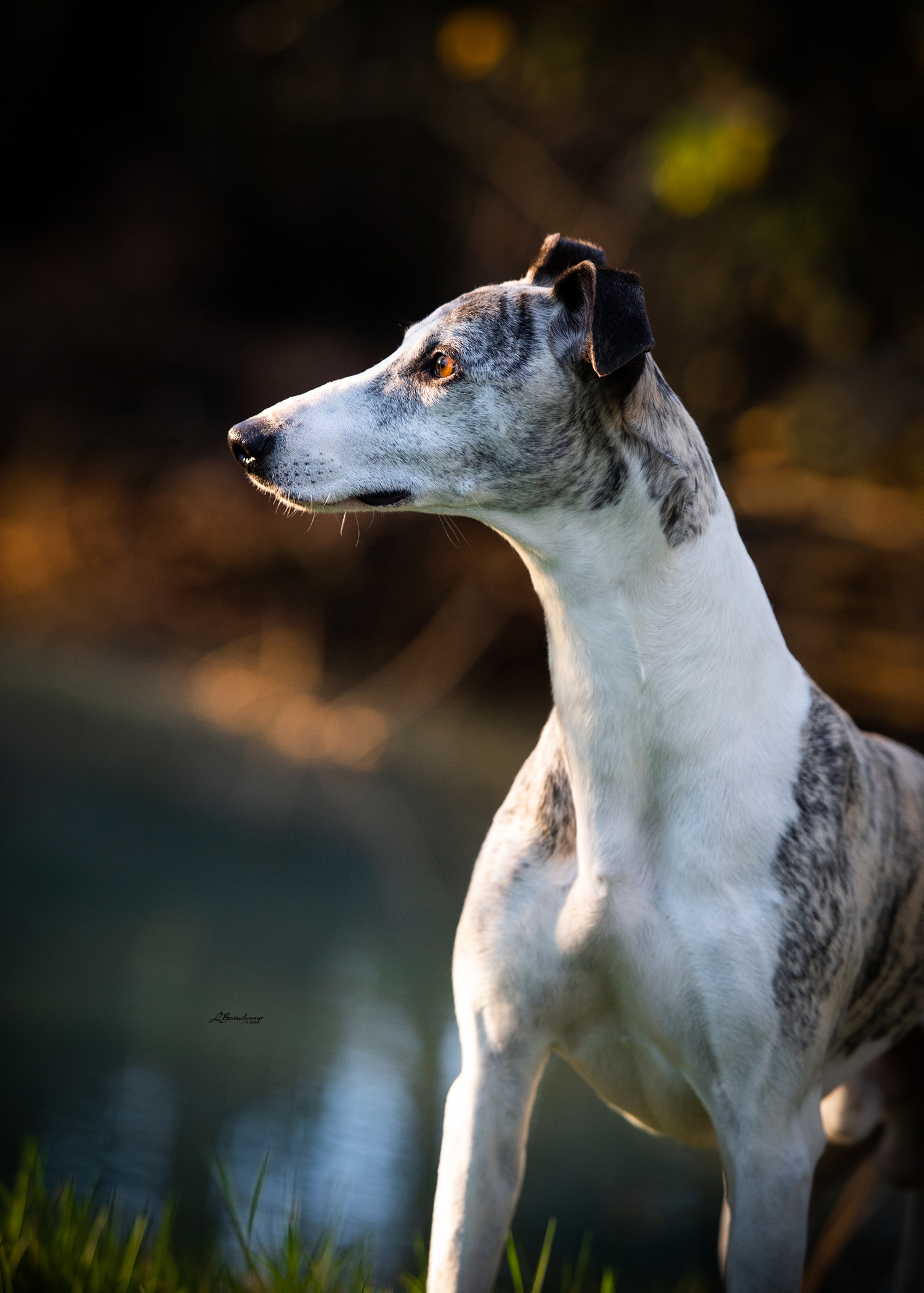 Beauchamp Laura - Majestic von Mullewapp