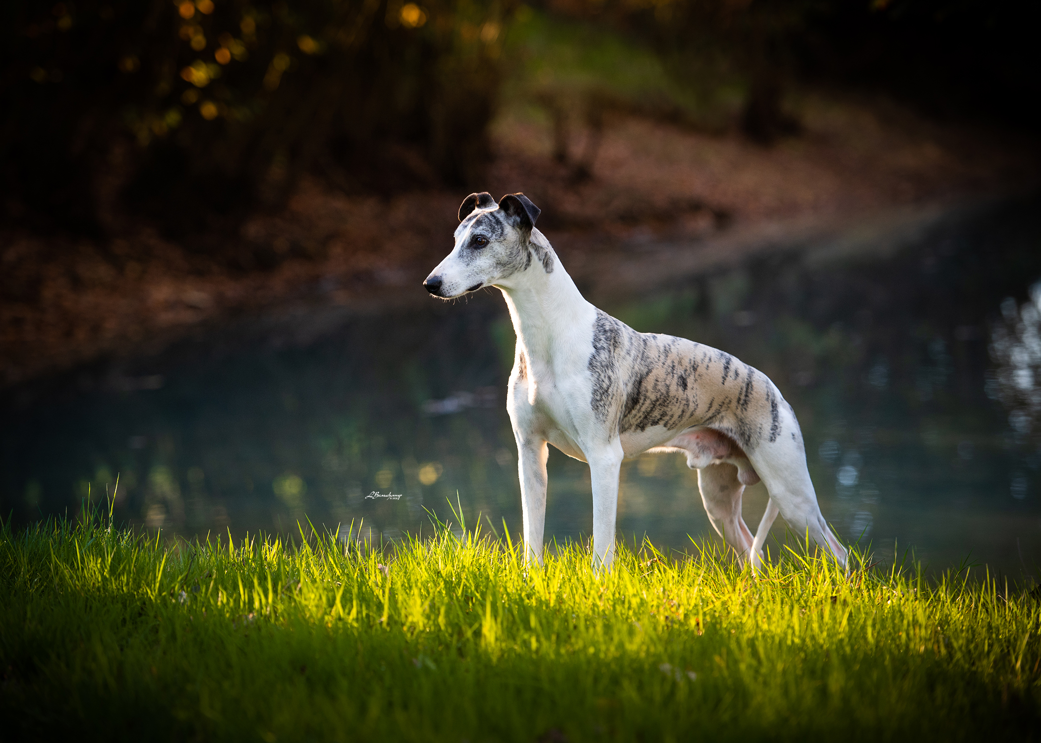 Beauchamp Laura - Majestic von Mullewapp