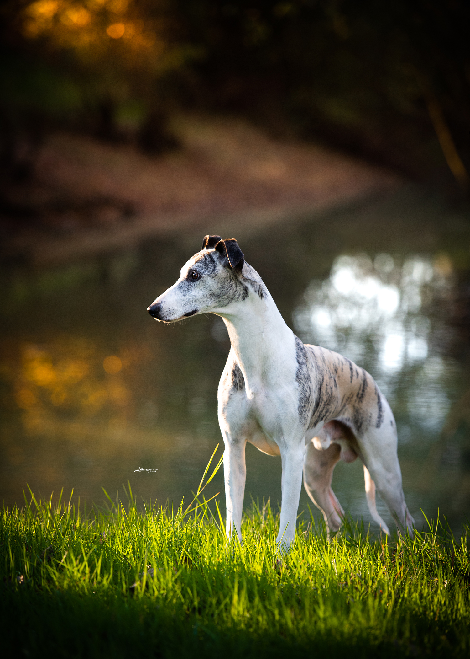 Beauchamp Laura - Majestic von Mullewapp