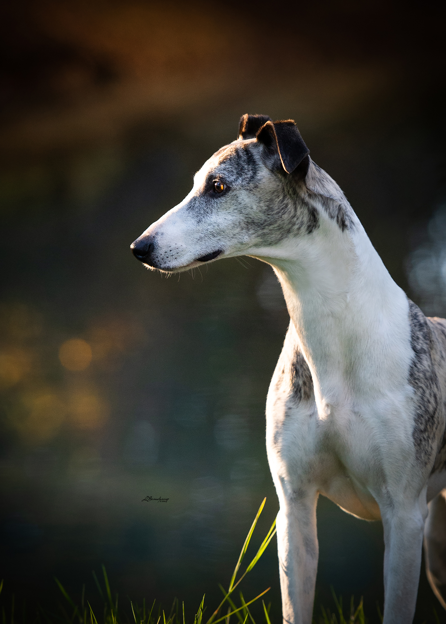 Beauchamp Laura - Majestic von Mullewapp