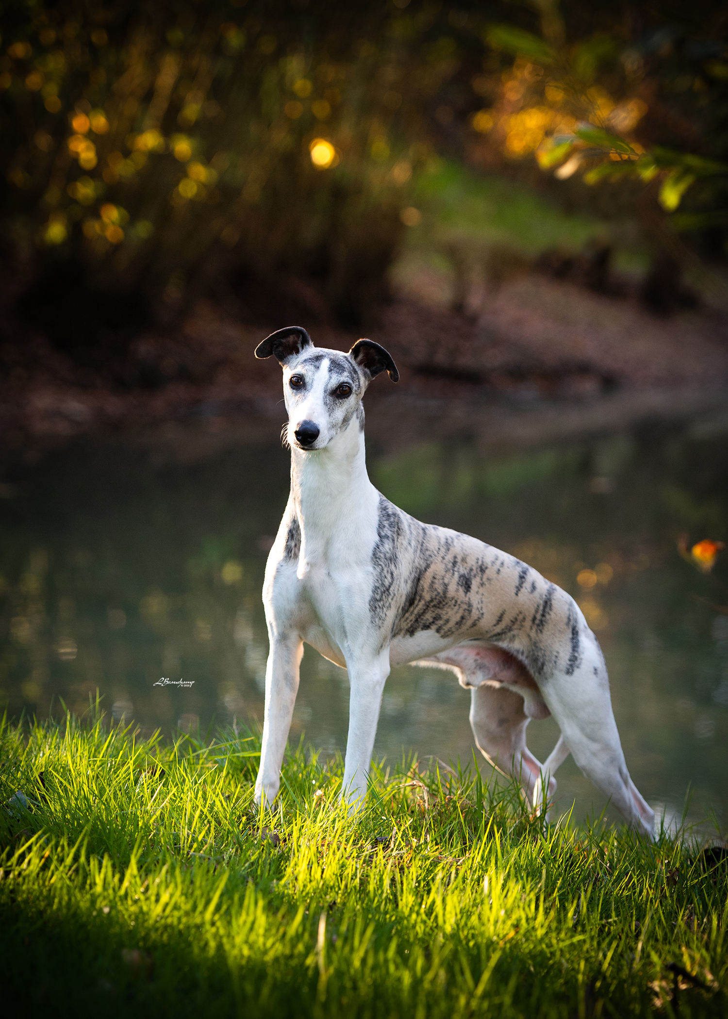 Beauchamp Laura - Majestic von Mullewapp