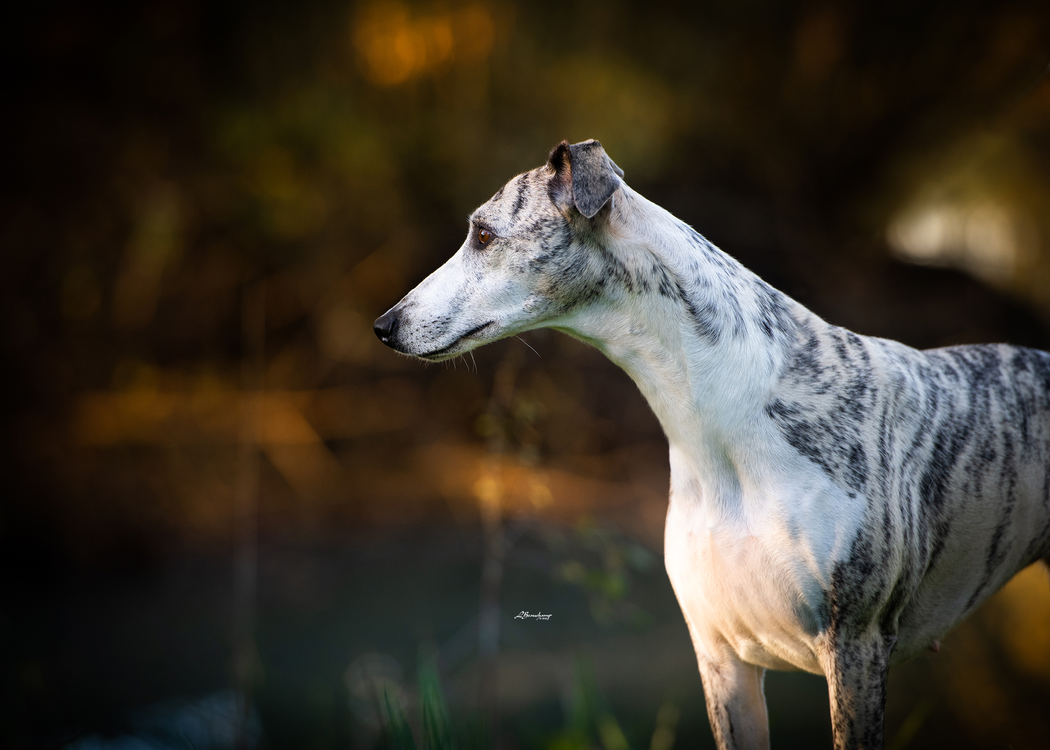 Beauchamp Laura - Miss Haute Couture