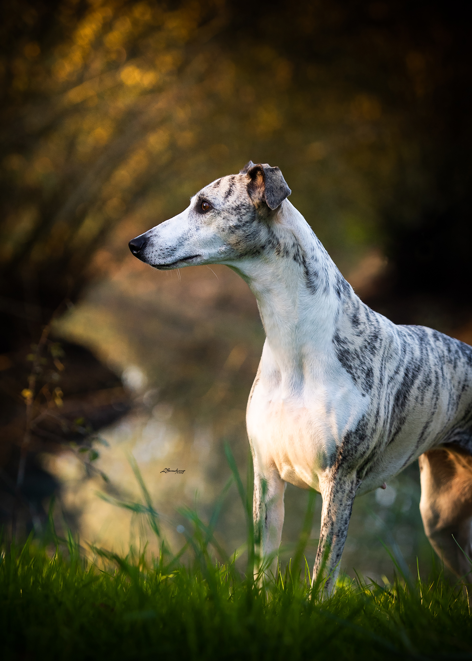 Beauchamp Laura - Miss Haute Couture